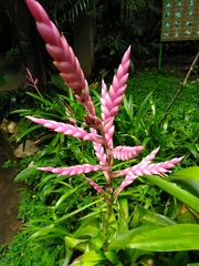 Tillandsia lucida