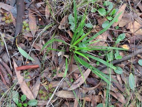 Stylidium armeria, photograph 3