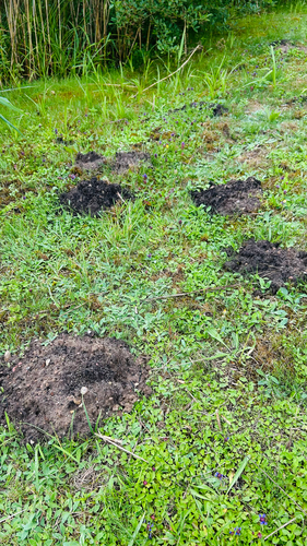 European Mole