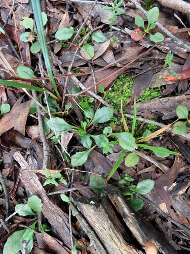 Goodenia lanata, photograph 1