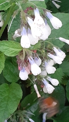 Symphytum × hidcotense