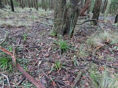 Stylidium armeria, photograph (c) Elspeth Swan, some rights reserved (CC BY)