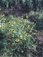 Rudbeckia