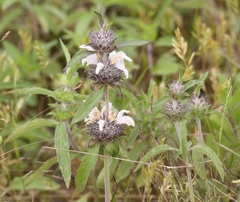 Monarda clinopodioides