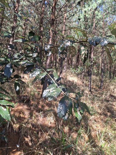 Forest Silverleaf