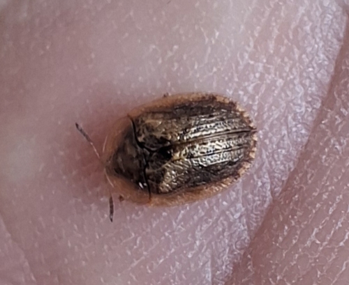 Hypocassida subferruginea