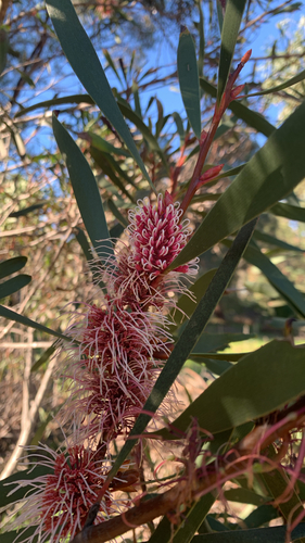 Hakea multilineata