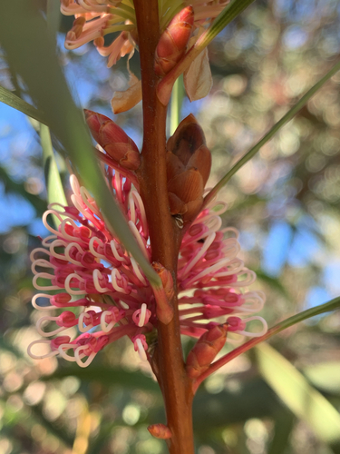 Hakea multilineata, photograph 3
