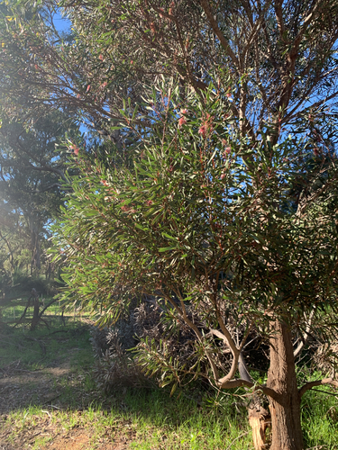 Hakea multilineata, photograph 2