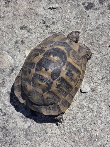 Greek Tortoise