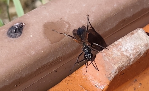 Chalybion femoratum
