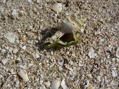 Pterochelus triformis