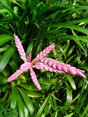 Tillandsia lucida
