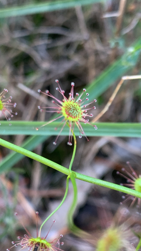 Drosera pallida