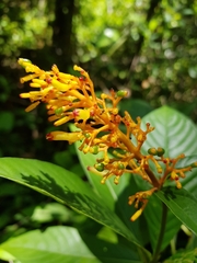 Palicourea triphylla