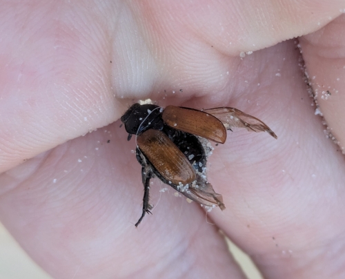 Garden Chafer, 2225 BB Nizozemsko, photo 8 of 10