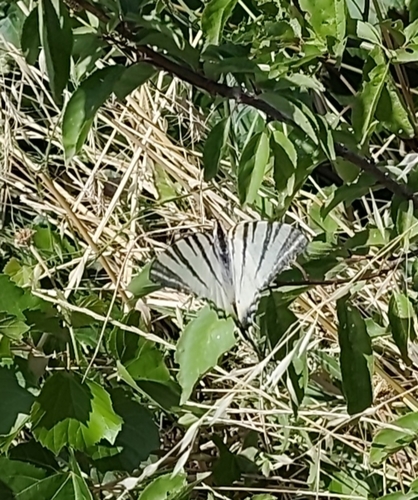 Scarce Swallowtail