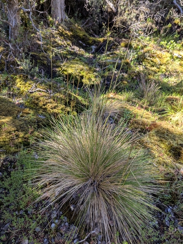 Deschampsia nubigena, 2026-07-06