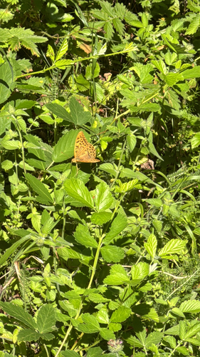 Silver-washed Fritillary