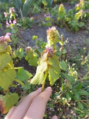 Lamium purpureum