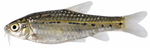 Vierstreep-barbeel (Enteromius quadrilineatus) — Cyprinidae
