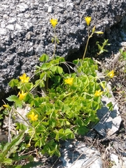 Oxalis stricta