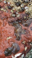 Notoplana sanguinea