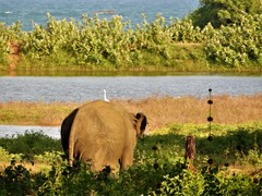 Elephas maximus maximus