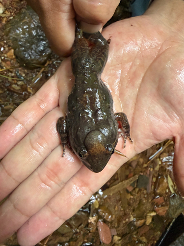 Limnonectes gyldenstolpei observed 2026-07-08