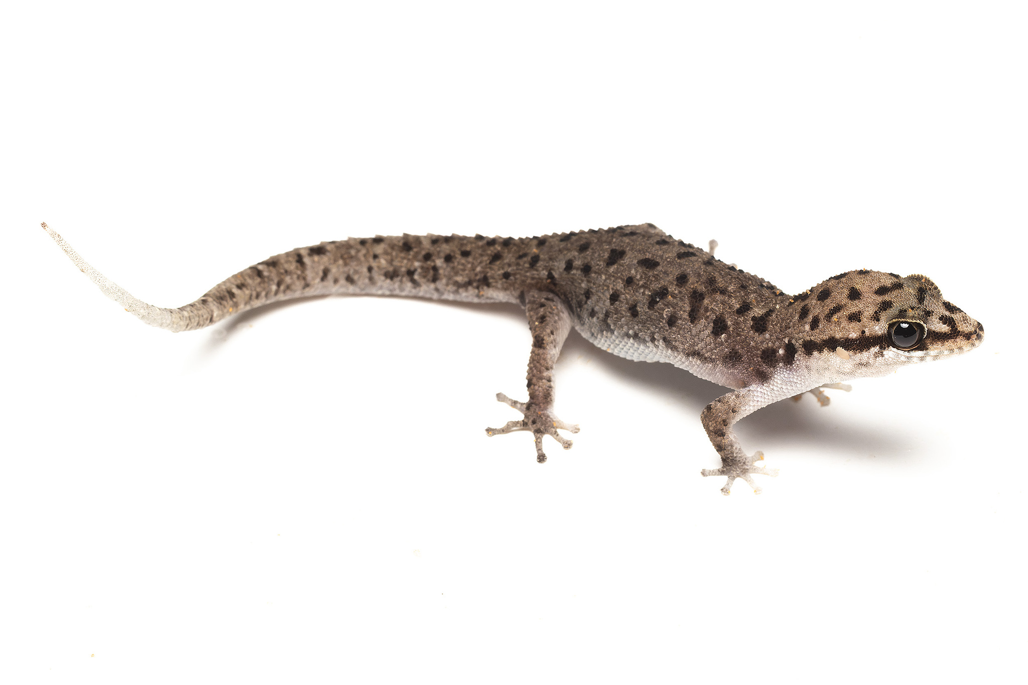 Mekong Leaf-Toed Gecko