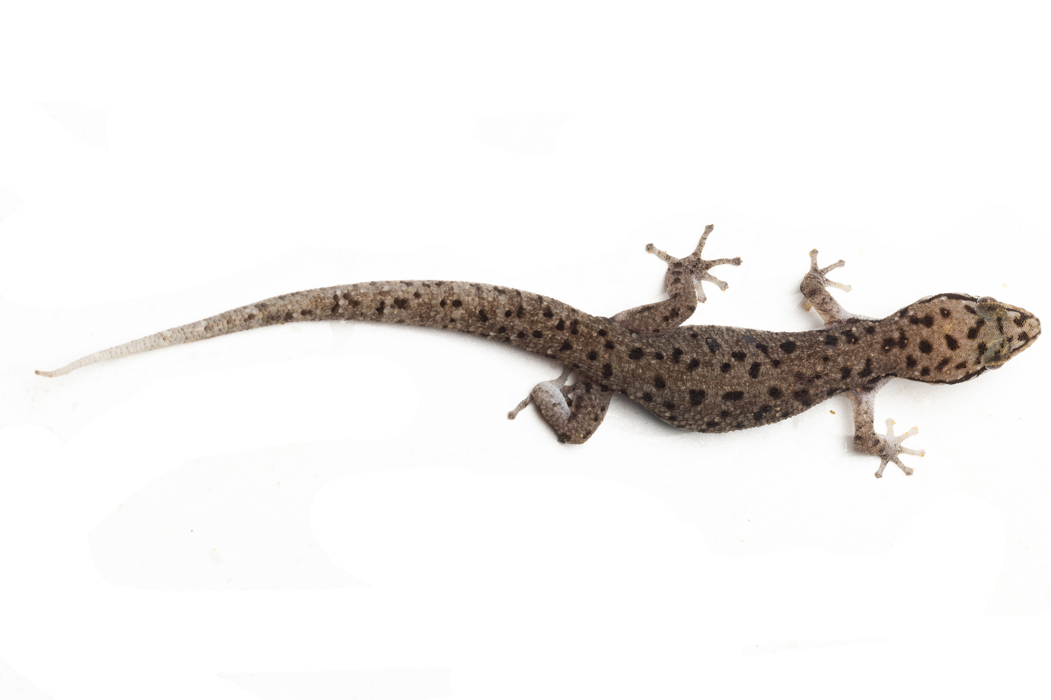 Mekong Leaf-Toed Gecko photo 2