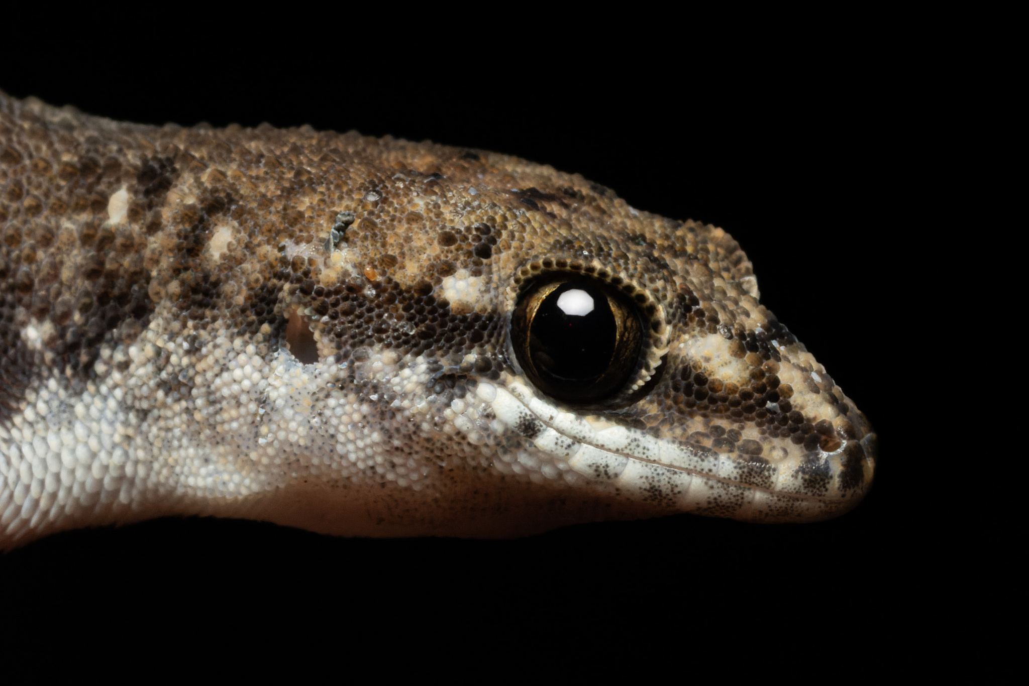 Mekong Leaf-Toed Gecko photo 3