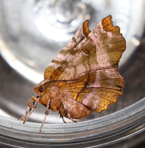 Kent's Geometer Moth photo 3
