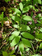 Uvularia sessilifolia
