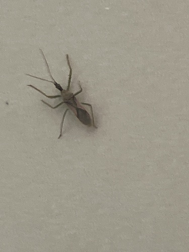 Leafhopper Assassin Bug