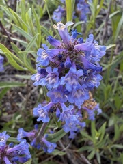 Penstemon cyaneus, photograph author not stated, no rights reserved