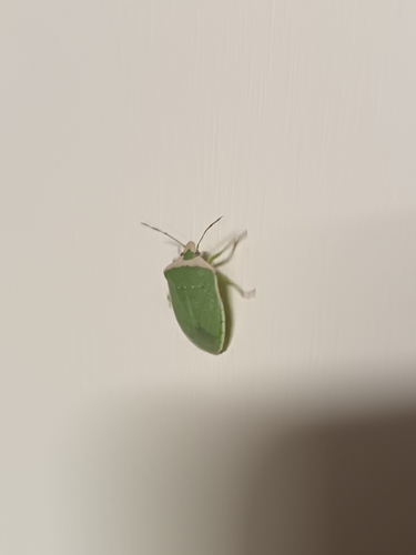 Southern Green Stink Bug