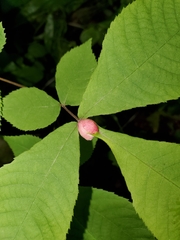 Phylloxera caryaemagna