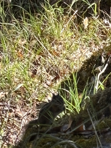 Sonoma Chipmunk observed by hyposmocoma