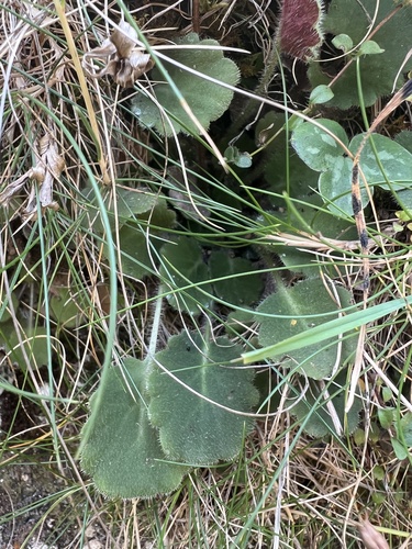 Saxifraga hirsuta, photograph 4