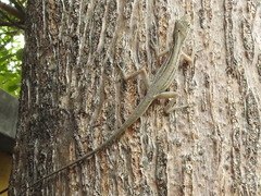 Anolis wellbornae