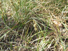 Carex arenaria