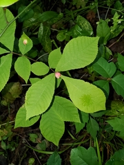 Phylloxera caryaemagna