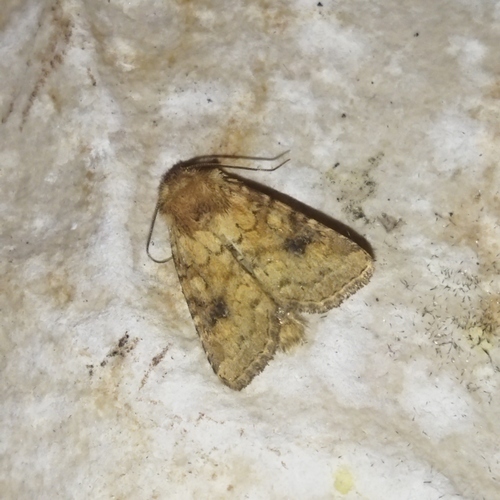 Atypha pulmonaris
