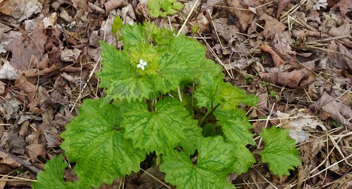 Alliaria petiolata iNat (1)