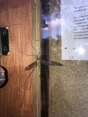 Tipula longiventris