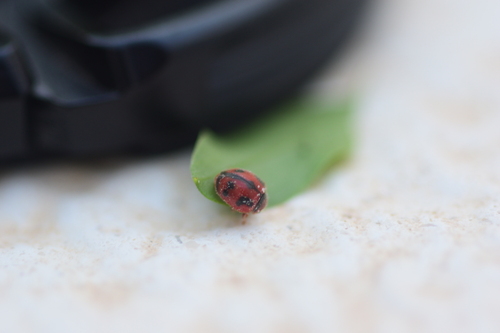 Vedalia Beetle