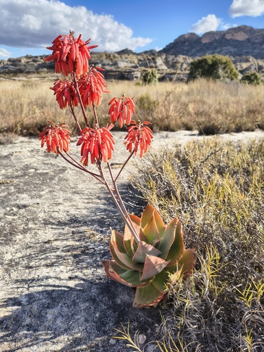 Aloe imalotensis