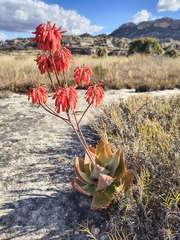Aloe imalotensis, photograph (c) tylototriton, some rights reserved (CC BY)