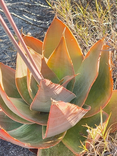Aloe imalotensis, photograph 2
